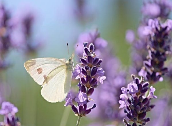 FAQ sur les services d'accompagnement pour la transformation personnelle et professionnelle des femmes en reconversion.