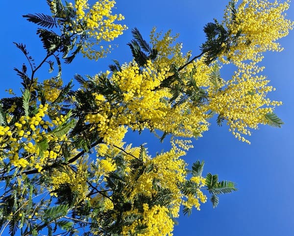 Lire la suite à propos de l’article Le printemps, saison du renouveau : Énergies et astuces bien-être