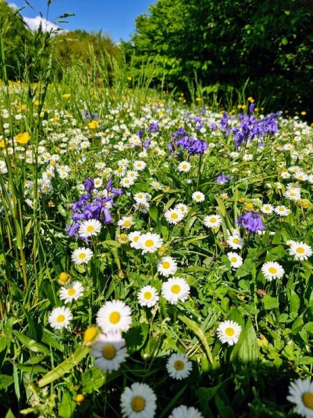 Lire la suite à propos de l’article Comment cultiver son jardin intérieur : un voyage holistique vers l’équilibre émotionnel