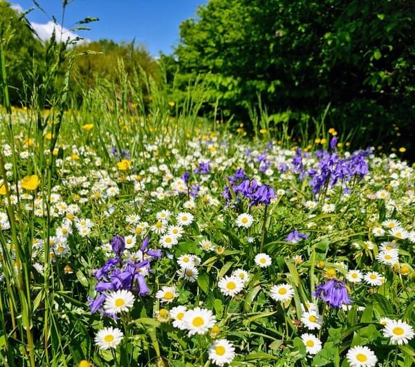 Lire la suite à propos de l’article Comment cultiver son jardin intérieur : un voyage holistique vers l’équilibre émotionnel