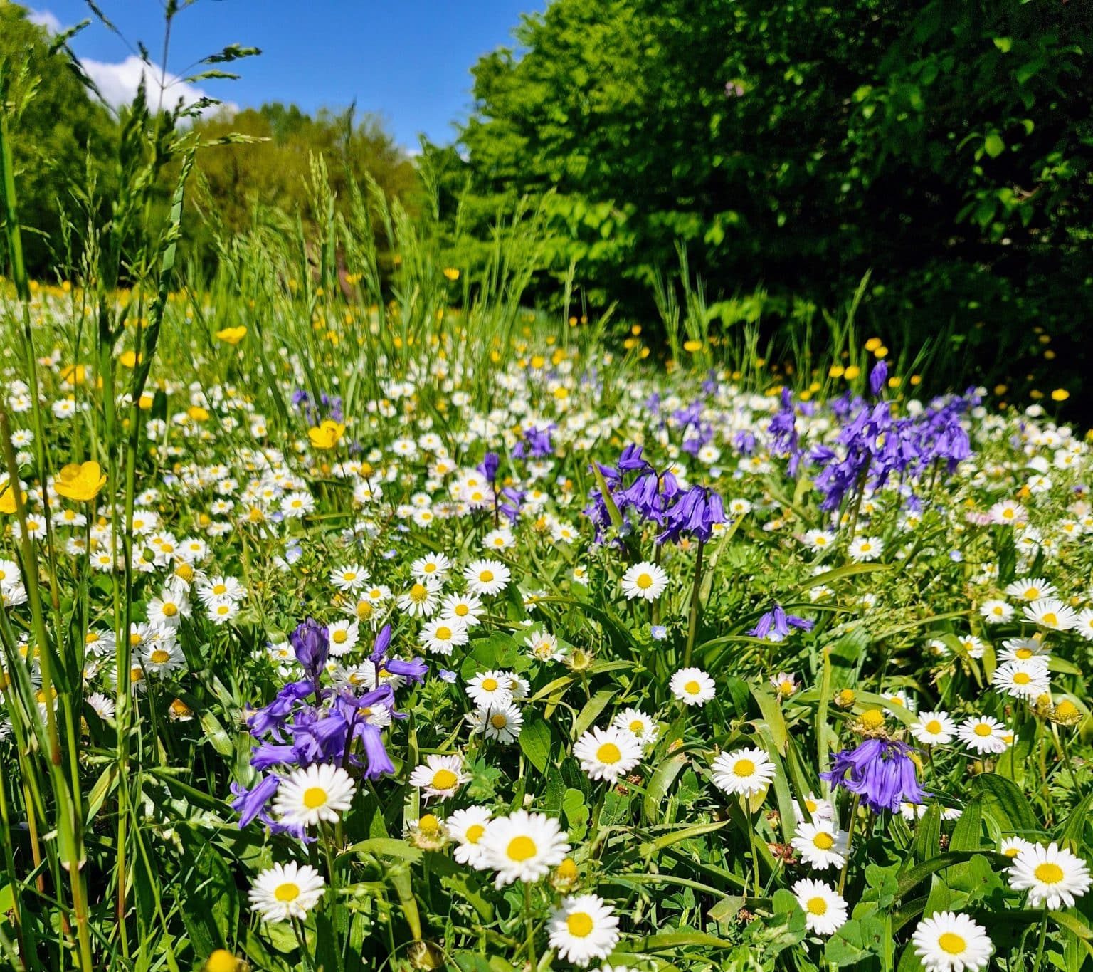 You are currently viewing Comment cultiver son jardin intérieur : un voyage holistique vers l’équilibre émotionnel