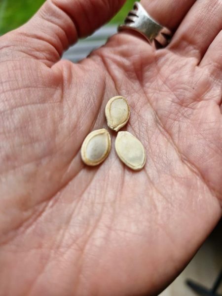 Choisir 3 graines que nous avons envie de faire grandir en nous