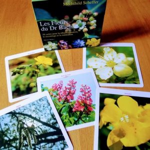 Ensemble de photos de Fleurs de Bach pour gérer stress, sommeil et émotions chez femmes, enfants et adolescents
