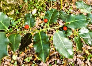 You are currently viewing Accueillir l’énergie de l’hiver : ralentir, se cocooner et se recentrer